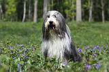 BEARDED COLLIE 236